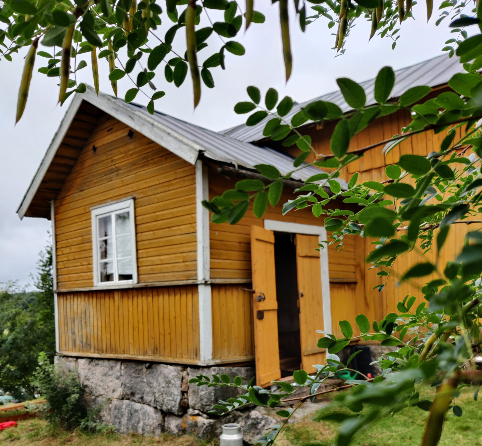 vihreän lehvikön takana keltainen torppa.