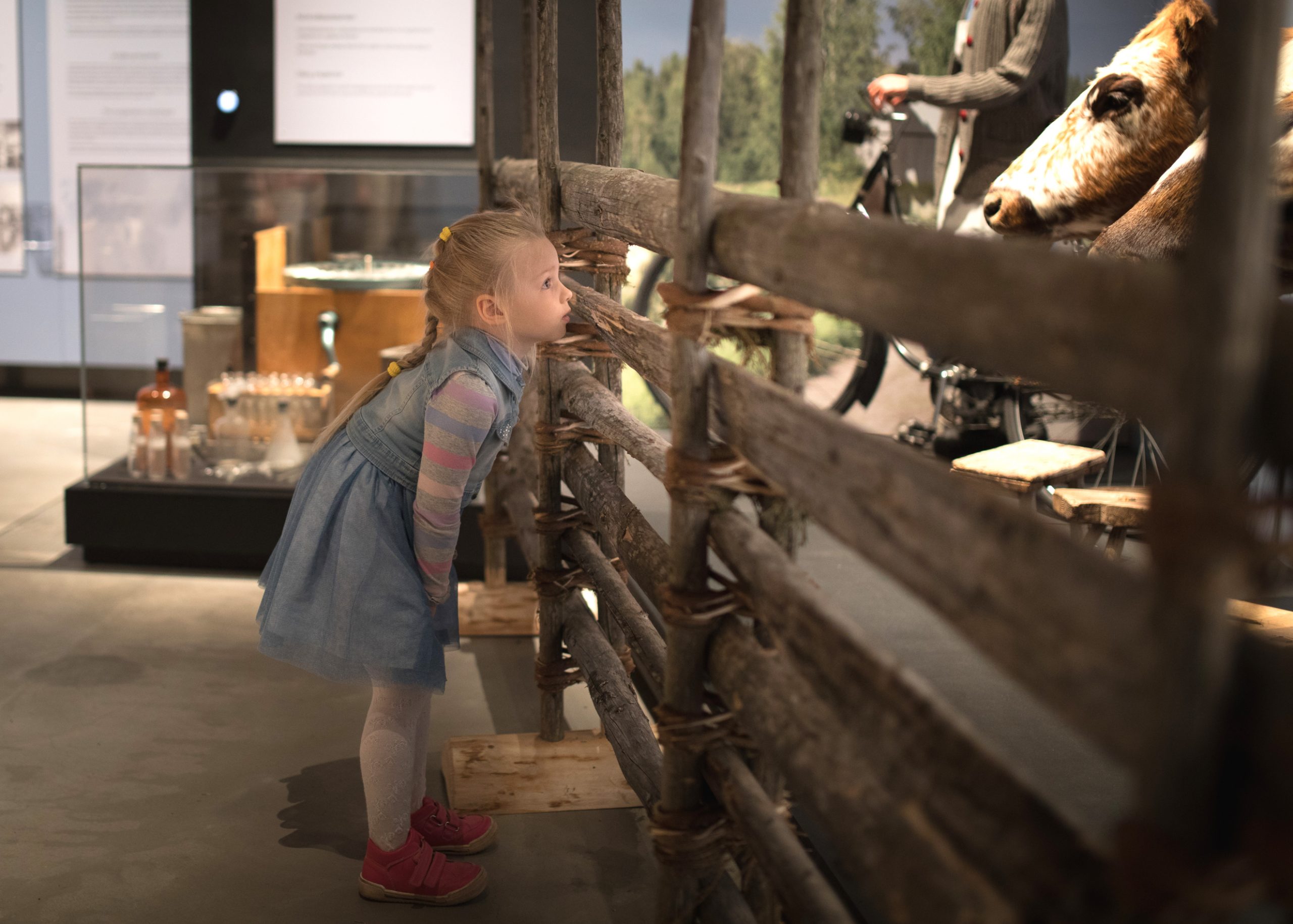 Lapsi tutustuu Sarka-museon Maatalouden aika -näyttelyyn.
