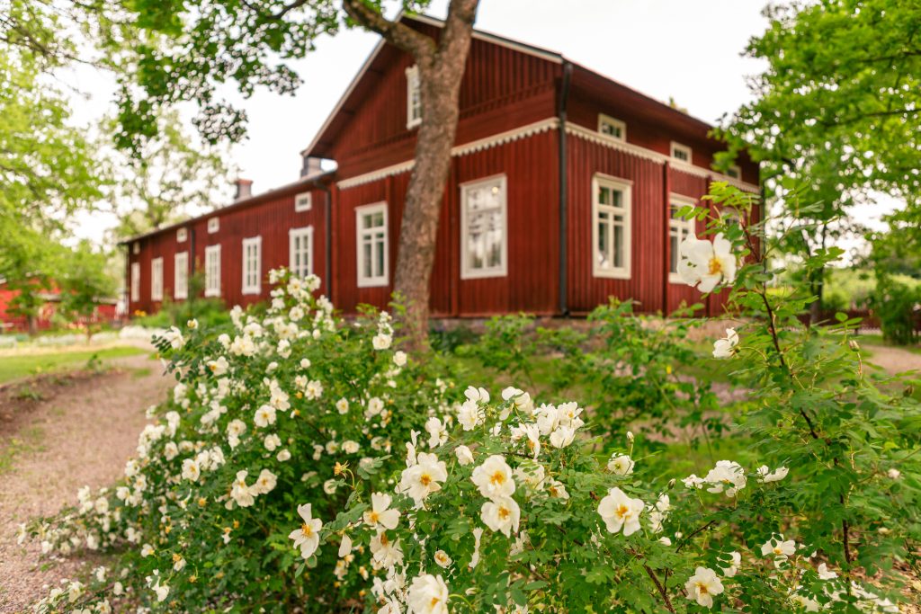 Meritalon museon puutarhassa kukkivat juhannusruusut