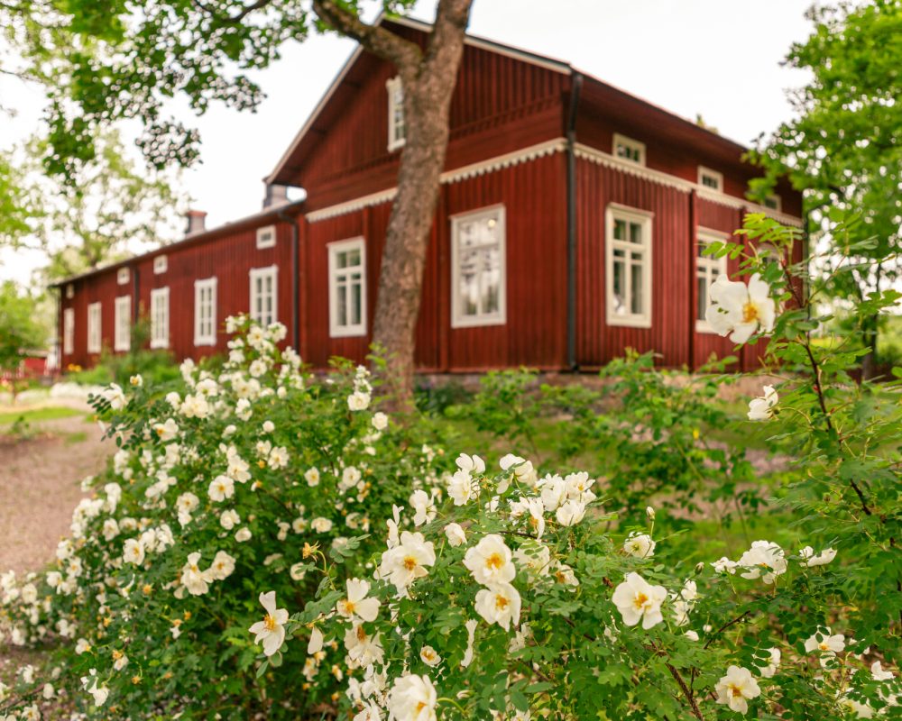 Meritalon museon puutarhassa kukkivat juhannusruusut